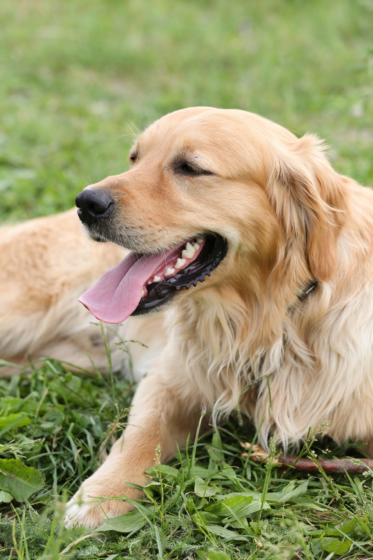 Happy golden retriever relaxing in a clean, green yard