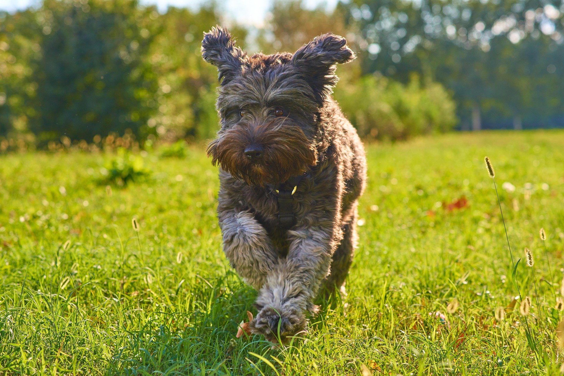 A happy dog running across a clean, well-maintained green space